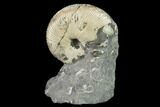 Fossil Hoploscaphites Ammonite - South Dakota #131222-2